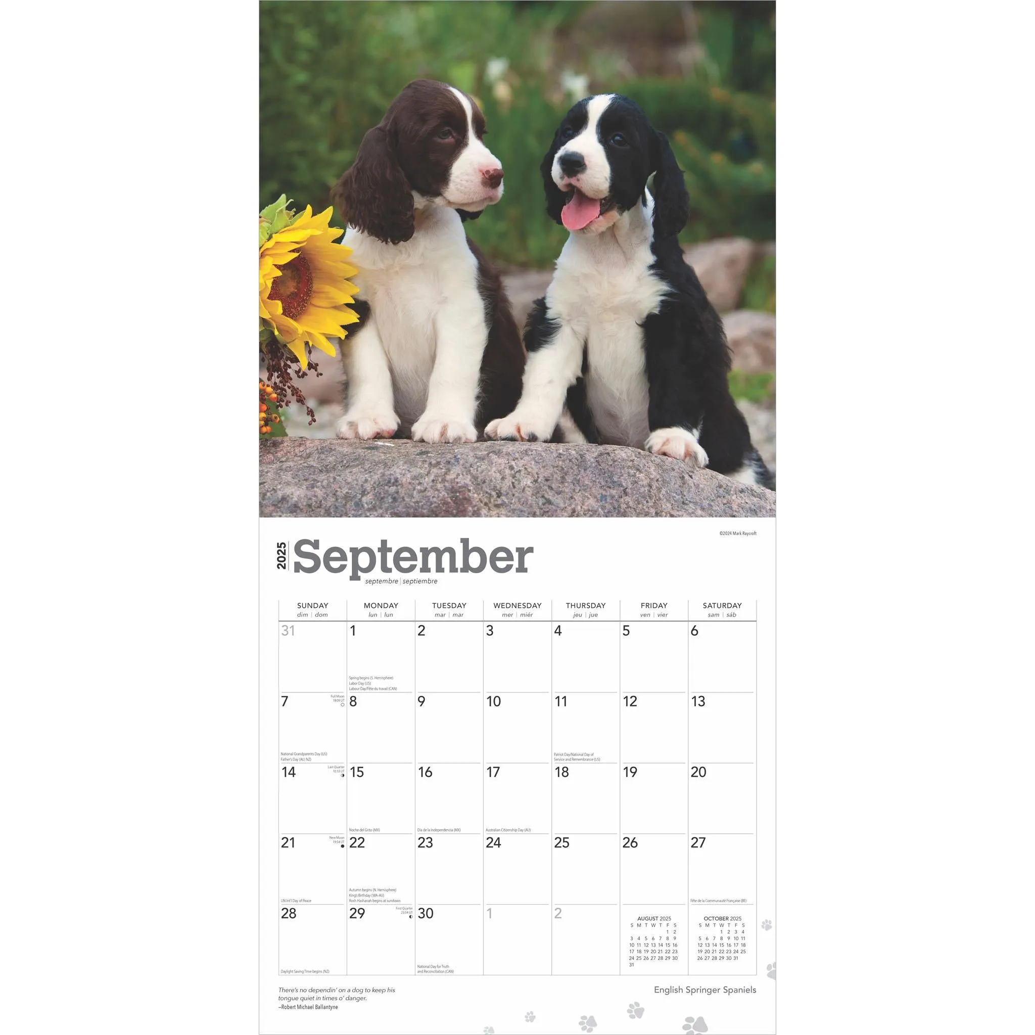 Springer Spaniels English Wall 2025 Calendar