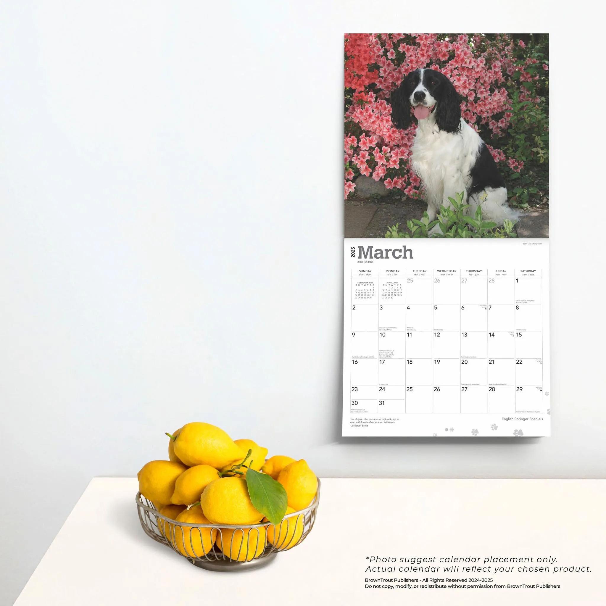 Springer Spaniels English Wall 2025 Calendar